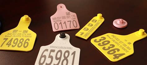 active rfid cattle tag|allflex rfid tags for cattle.